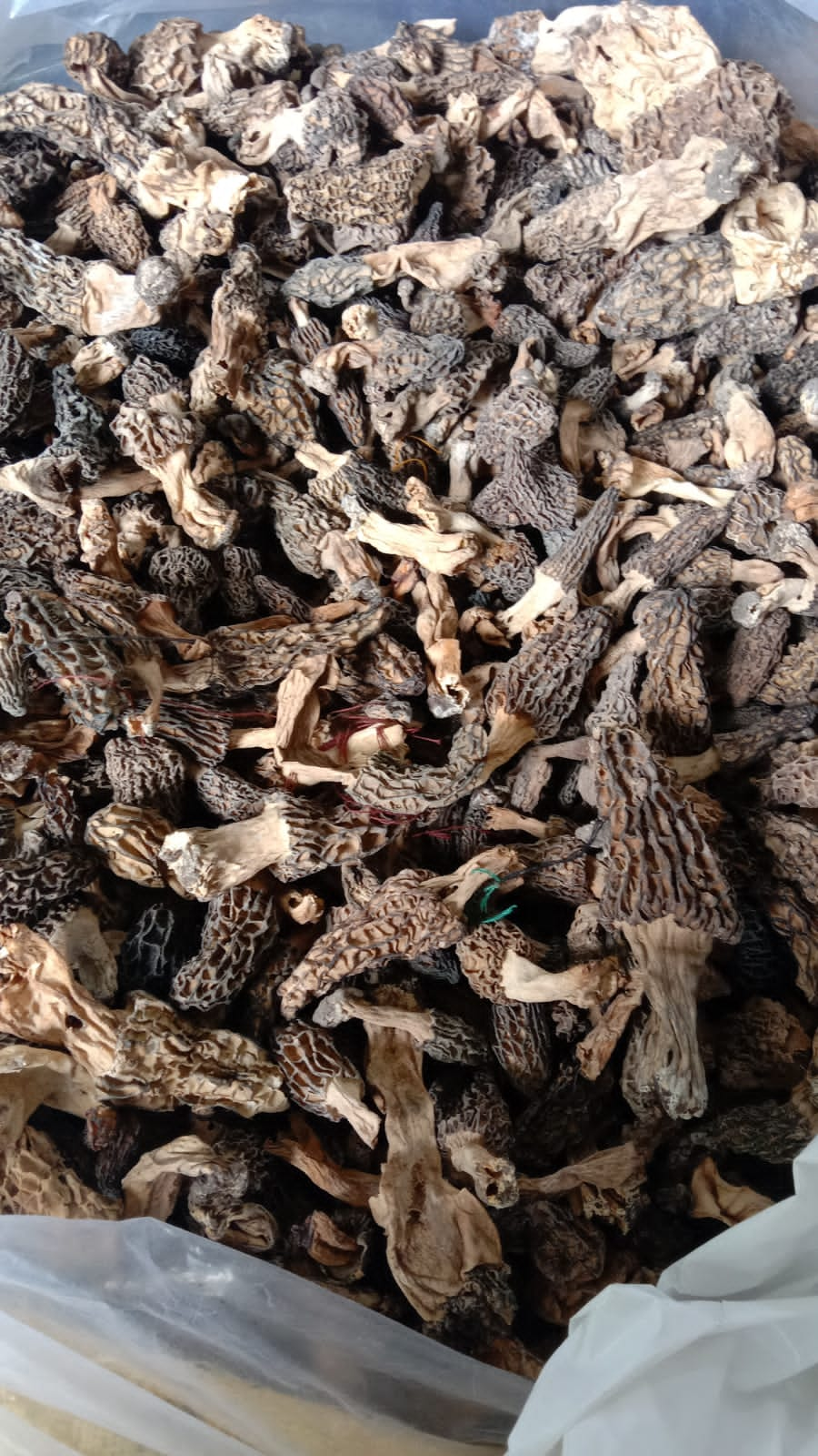 Morel Mushrooms