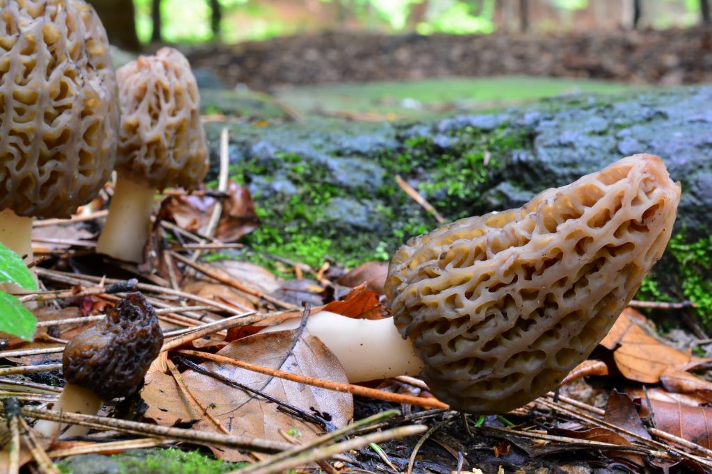 Morel Mushrooms